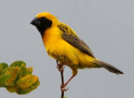 Irrawaddy Delta Birding  Tour 2 Days